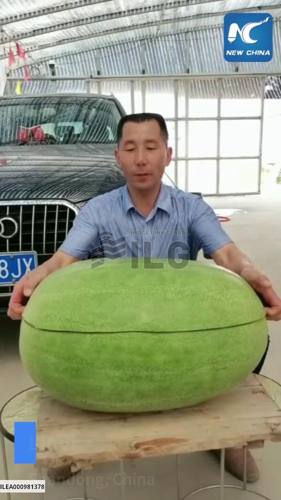 Farmer grows giant watermelon in Shandong, China