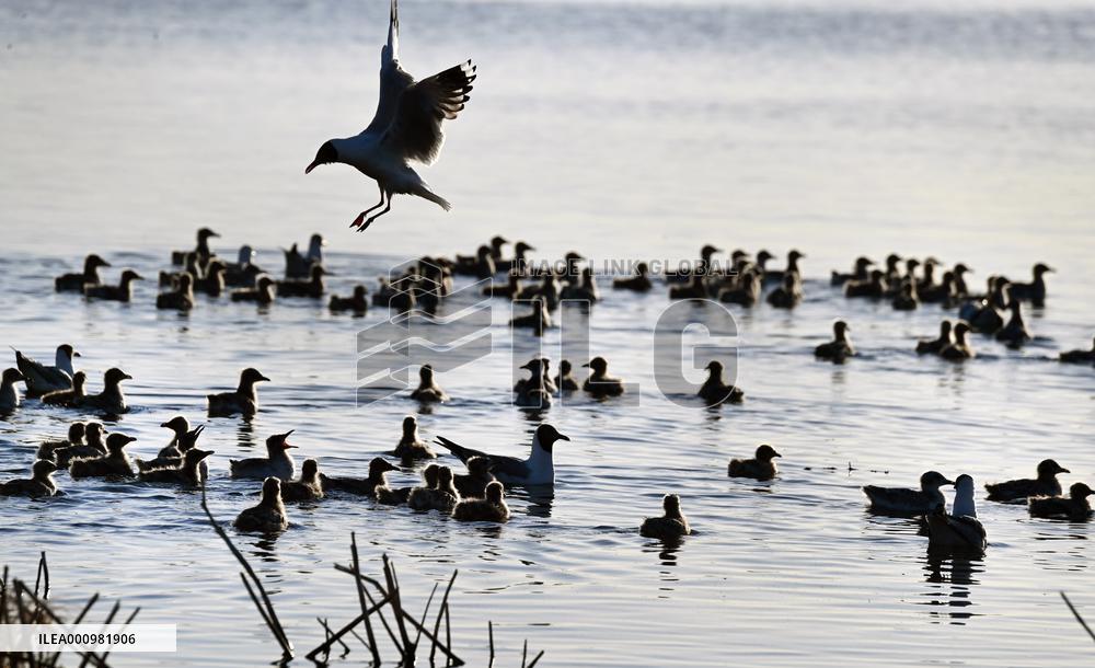 CHINA-SHAANXI-SHENMU-HONGJIANNAO WETLAND-RELICT GULLS-BREEDING (CN)