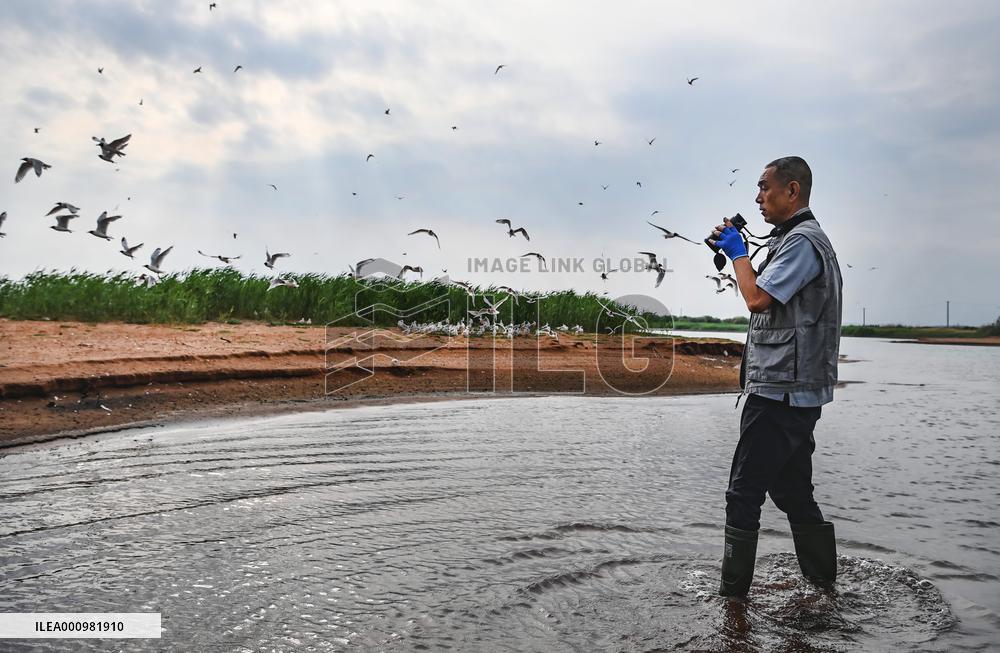 CHINA-SHAANXI-SHENMU-HONGJIANNAO WETLAND-RELICT GULLS-BREEDING (CN)