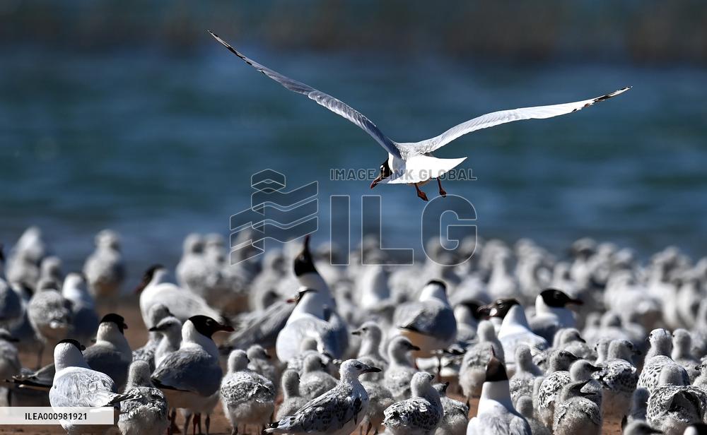 CHINA-SHAANXI-SHENMU-HONGJIANNAO WETLAND-RELICT GULLS-BREEDING (CN)