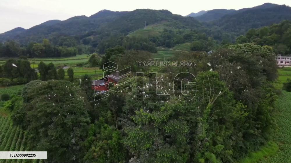Family protects egrets through five generations in SW China's Guizhou