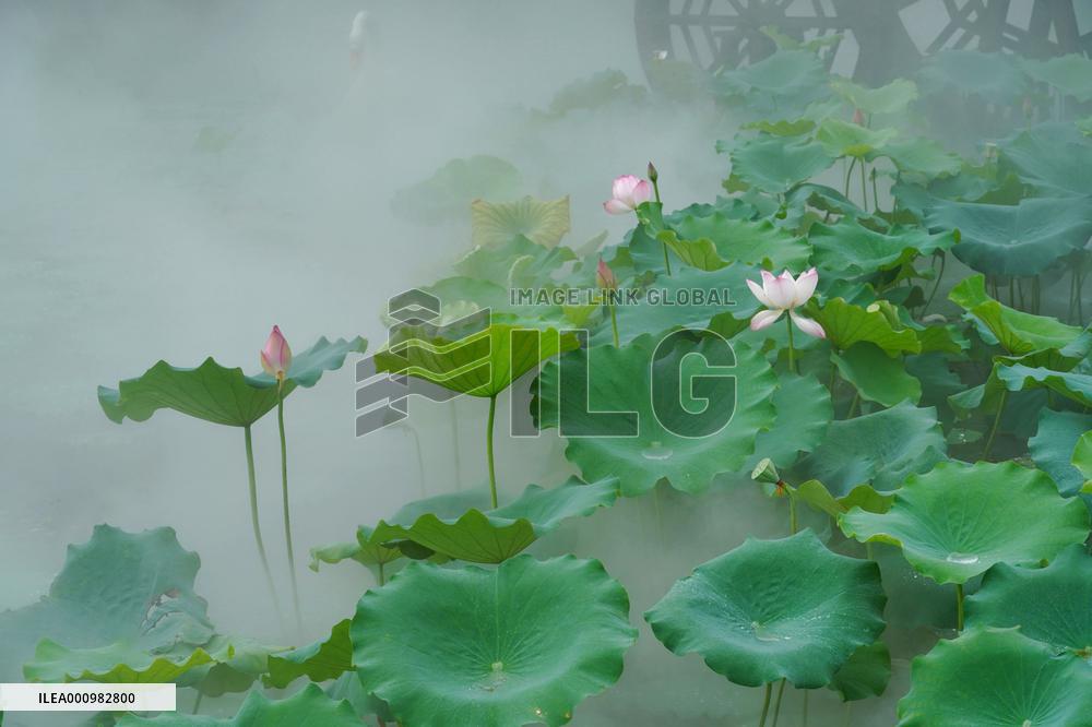 #CHINA-SUMMER-LOTUS (CN)