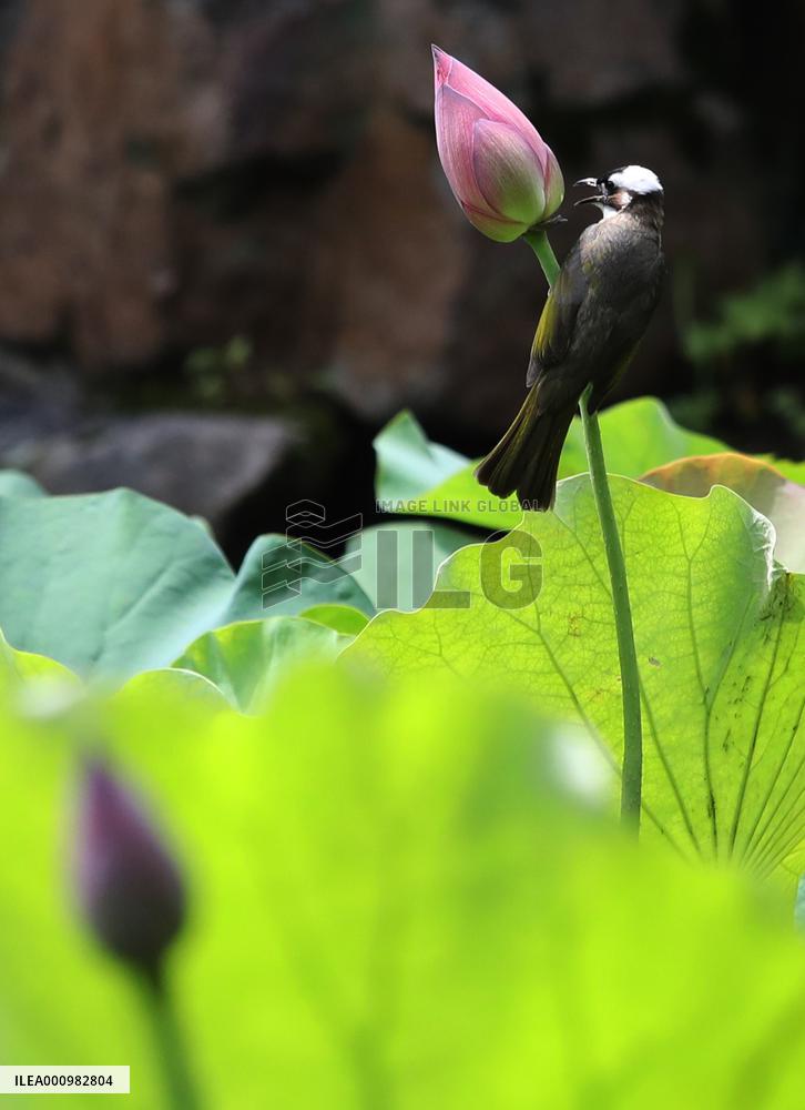 #CHINA-SUMMER-LOTUS (CN)