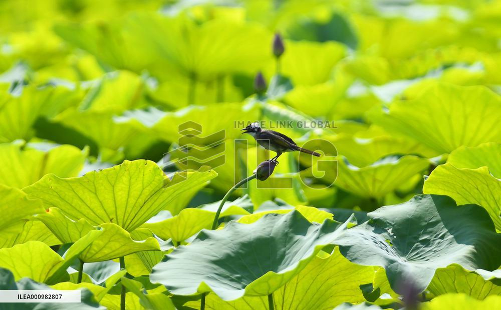 #CHINA-SUMMER-LOTUS (CN)