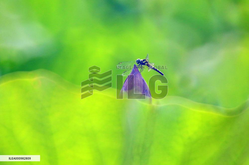 #CHINA-SUMMER-LOTUS (CN)