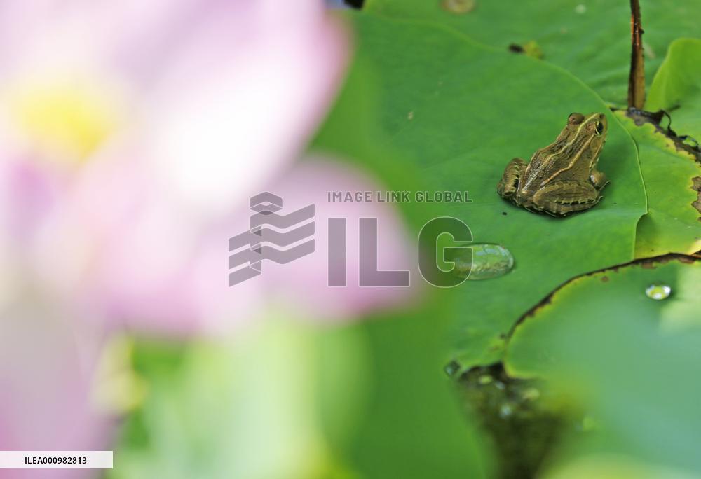 #CHINA-SUMMER-LOTUS (CN)