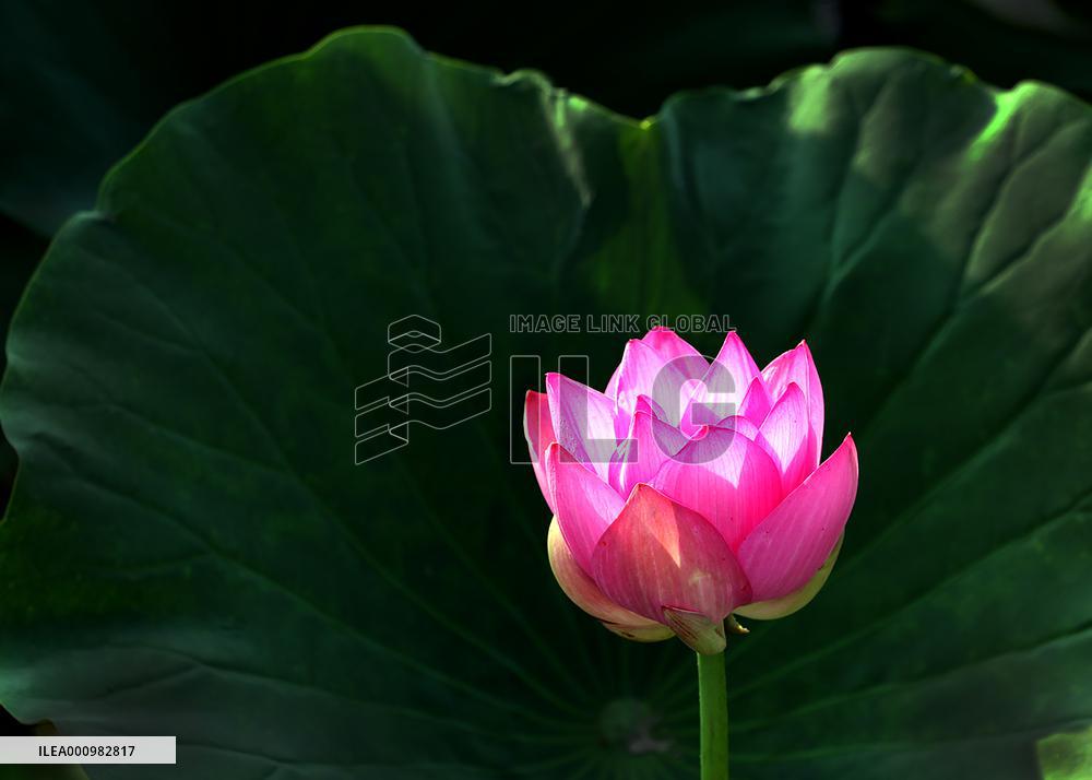 #CHINA-SUMMER-LOTUS (CN)
