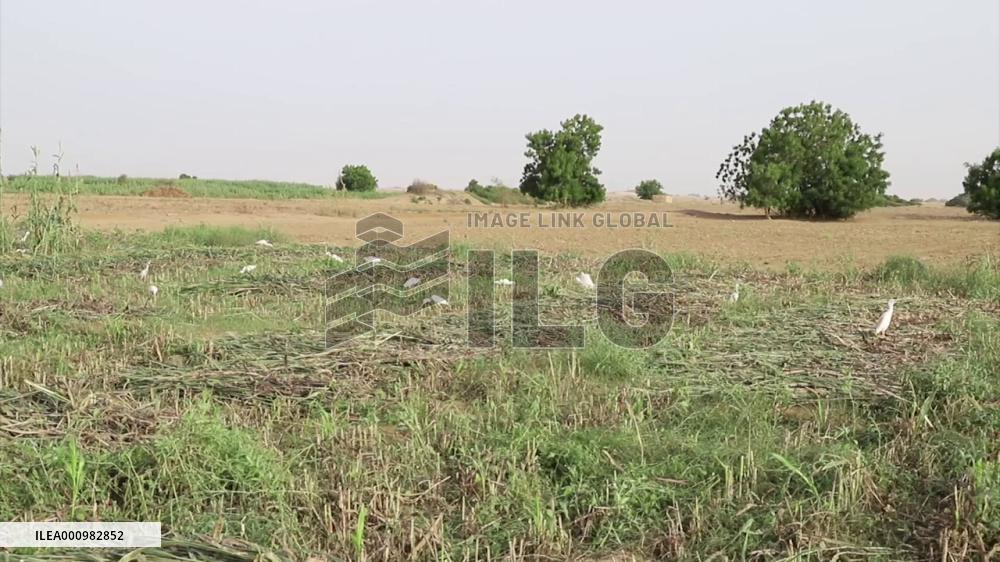 Tight siege in northern Yemen casts shadow over farmers' harvest season