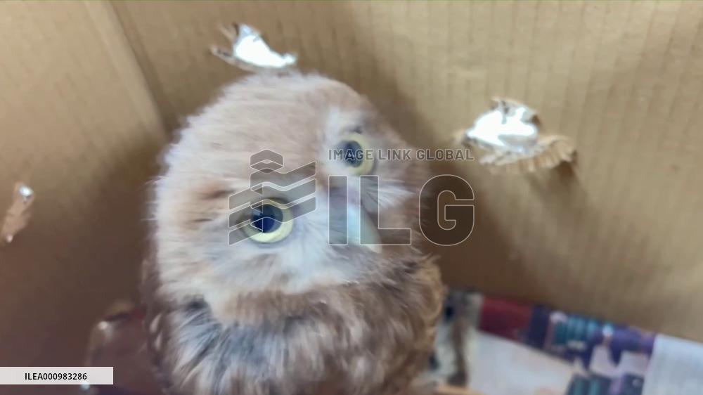 Three raptors under national protection released into wild