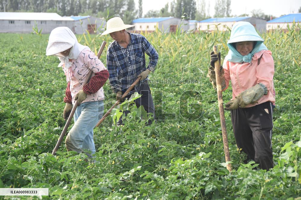 Xinhua Headlines: Xinjiang farmers indignant about being labeled by U.S. lies