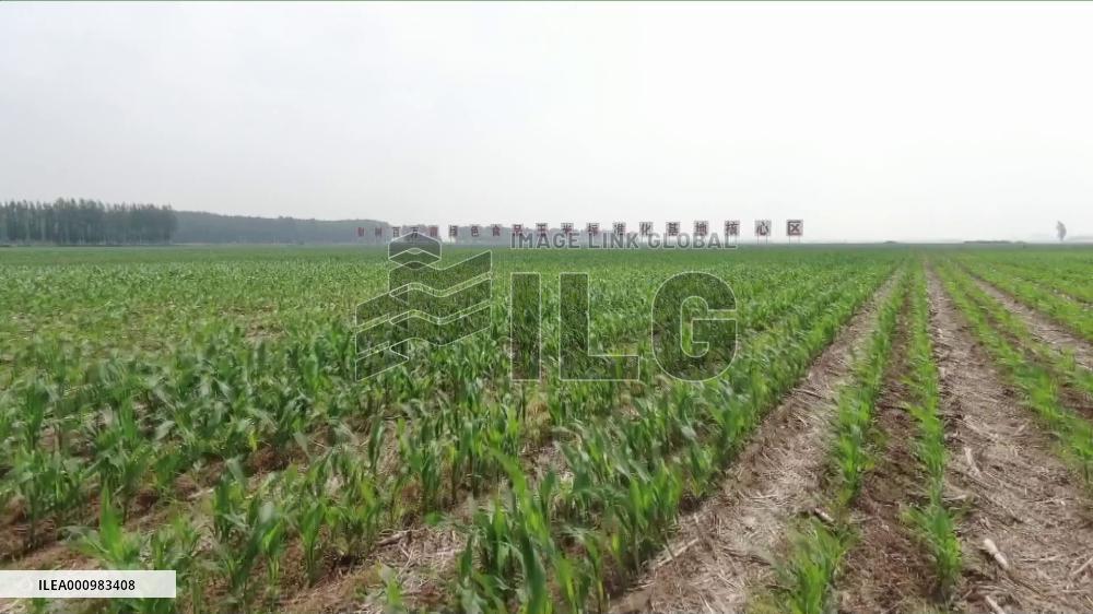 GLOBALink|China passes new law to strengthen black soil protection