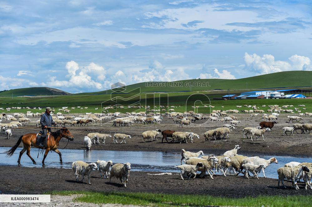 CHINA-INNER MONGOLIA-HULUN BUIR-SUMMER PASTURE (CN)