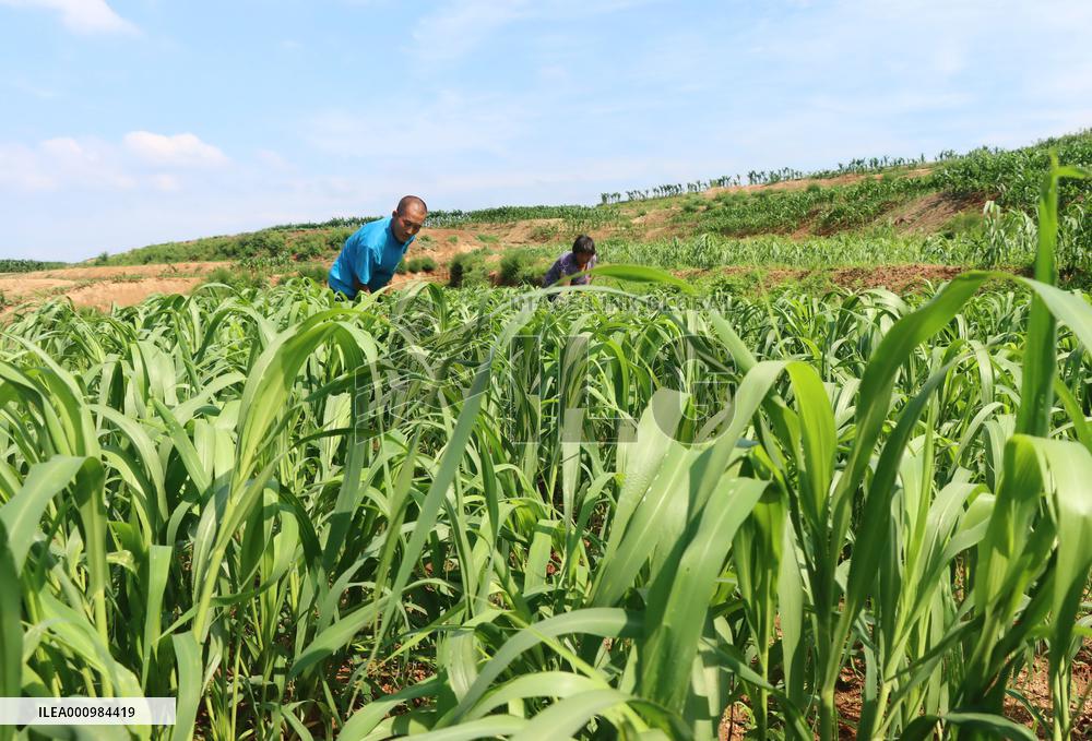 CHINA-HEBEI-LULONG-LAND TRANSFORMATION (CN)