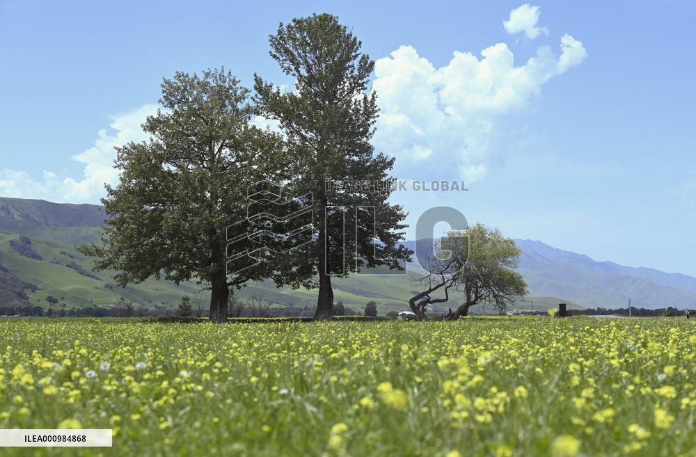 CHINA-XINJIANG-NARAT SCENIC SPOT (CN)