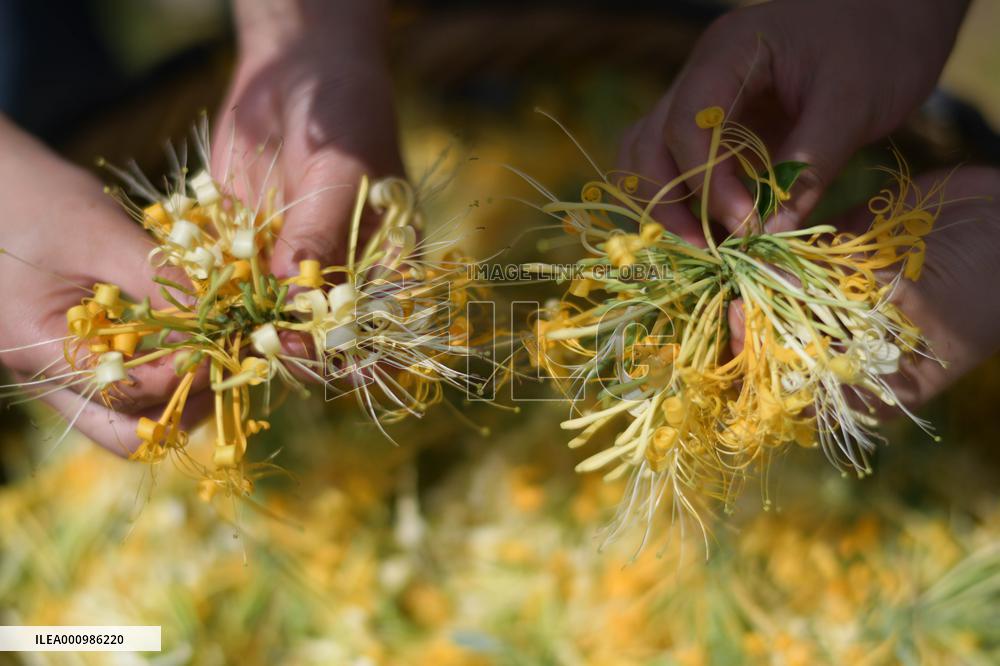CHINA-GUIZHOU-HONEYSUCKLE-INDUSTRY (CN)