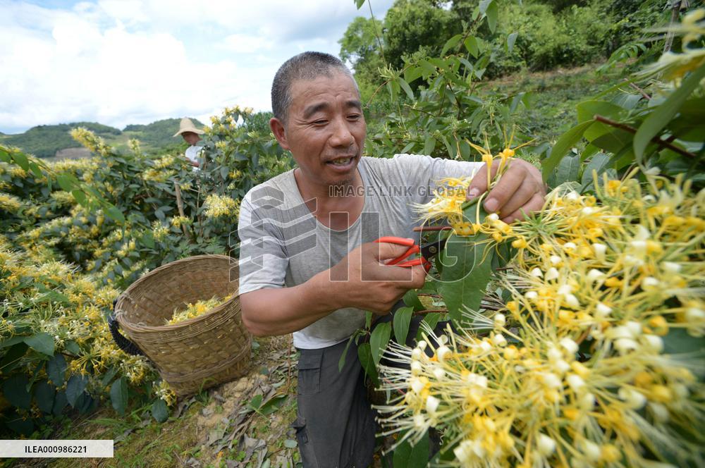 CHINA-GUIZHOU-HONEYSUCKLE-INDUSTRY (CN)