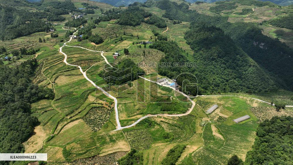 CHINA-GUIZHOU-HONEYSUCKLE-INDUSTRY (CN)