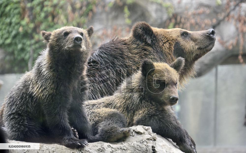 CHINA-BEIJING-ZOO-CUBS (CN)