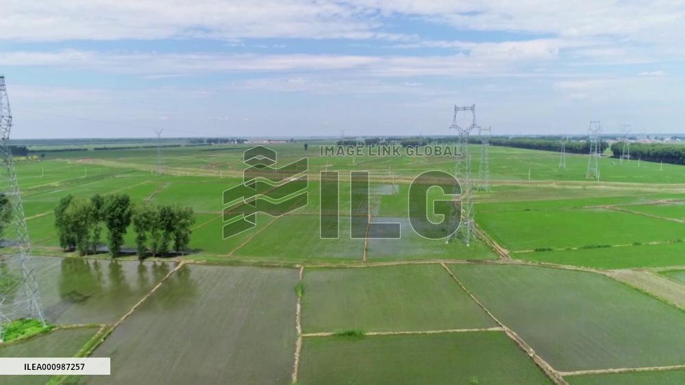 Electricity supplier in NE China strengthens efforts to ensure agricultural production