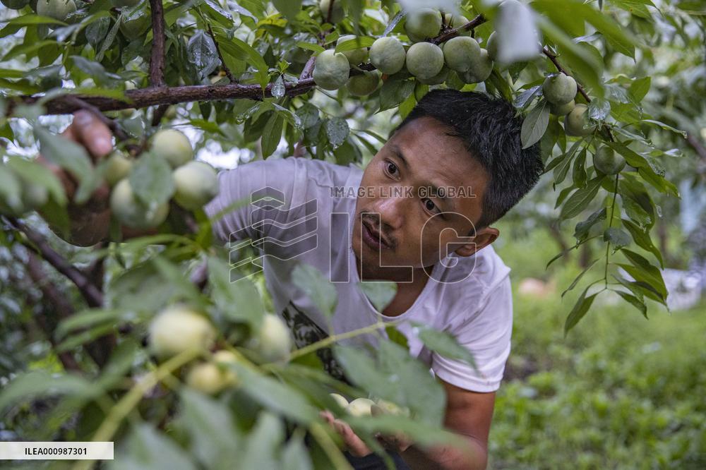 CHINA-CHONGQING-PLUM-HARVEST (CN)
