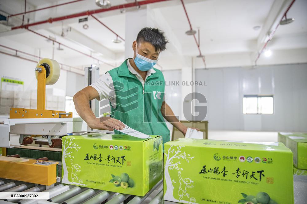 CHINA-CHONGQING-PLUM-HARVEST (CN)