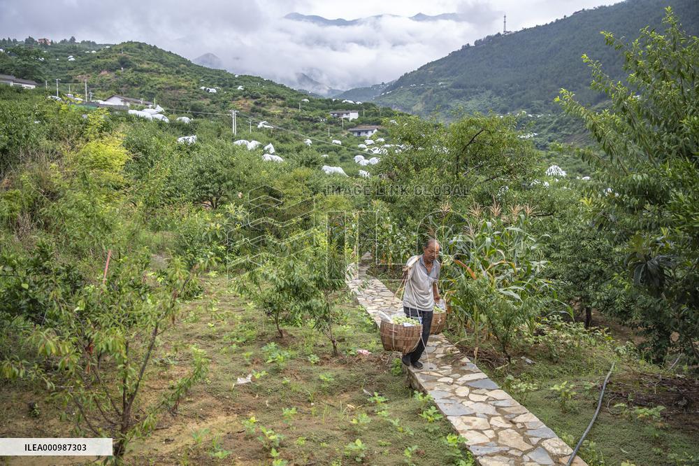 CHINA-CHONGQING-PLUM-HARVEST (CN)