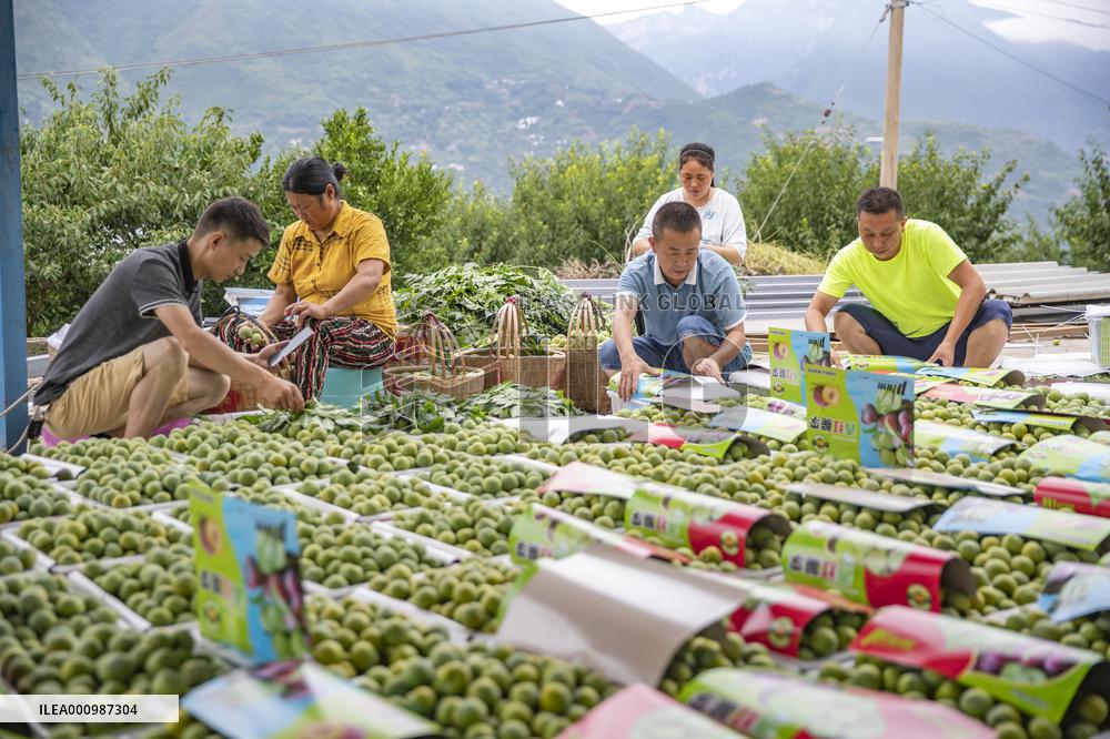 CHINA-CHONGQING-PLUM-HARVEST (CN)