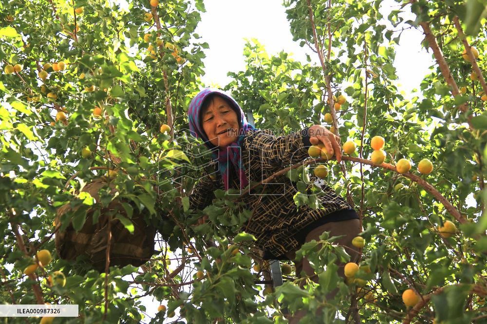 #CHINA-GANSU-DUNHUANG-APRICOT (CN)
