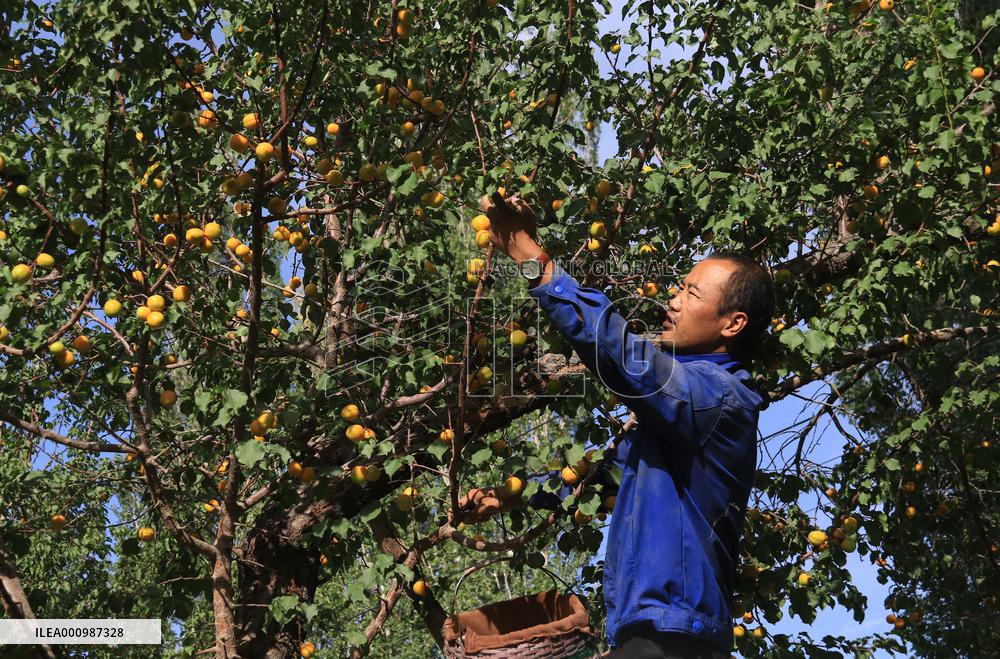 #CHINA-GANSU-DUNHUANG-APRICOT (CN)