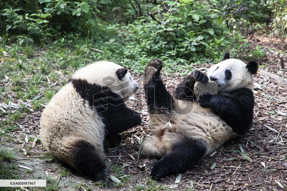 CHINA-SICHUAN-CHENGDU-PANDA TWINS-BIRTHDAY (CN)