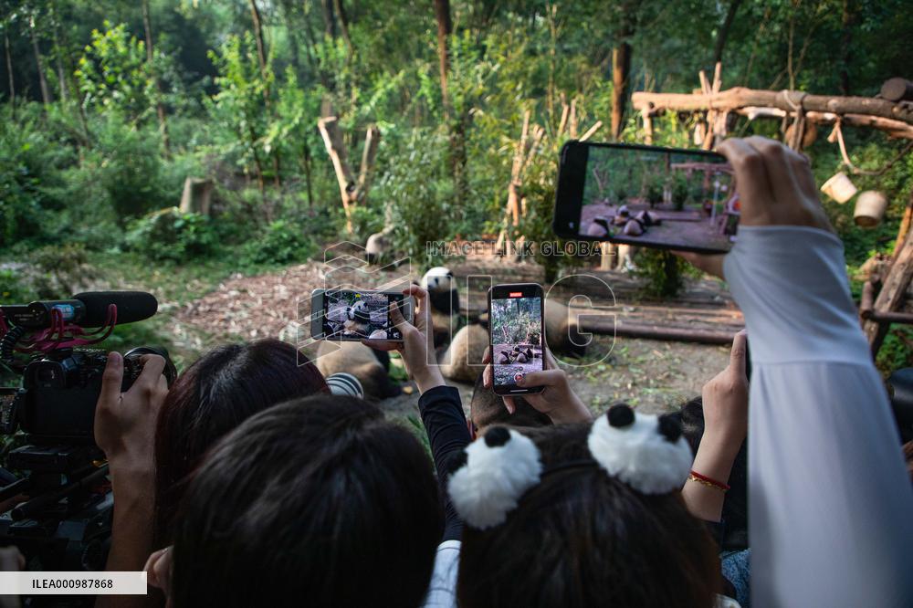 CHINA-SICHUAN-CHENGDU-PANDA TWINS-BIRTHDAY (CN)