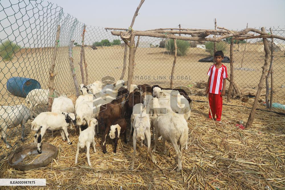YEMEN-HAJJAH-LIVESTOCK-DEMAND FALLING