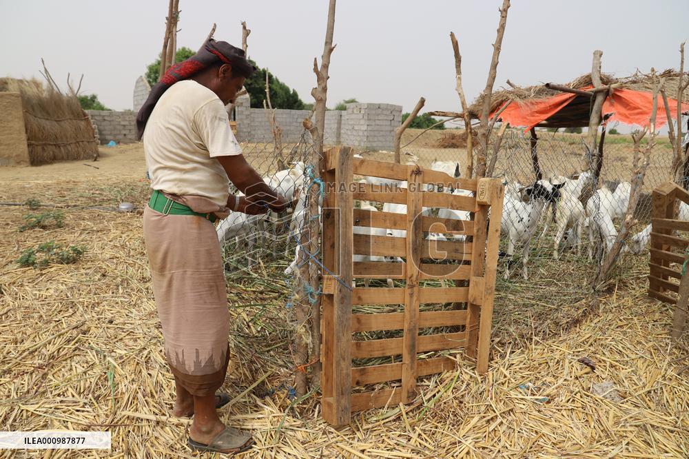 YEMEN-HAJJAH-LIVESTOCK-DEMAND FALLING
