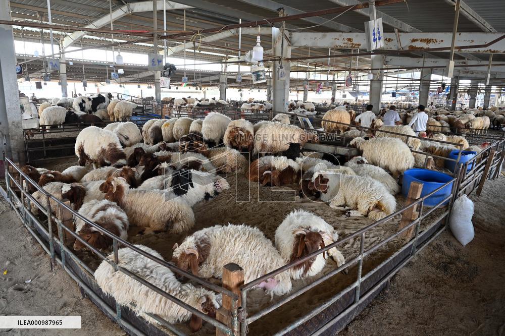 KUWAIT-FARWANIYA GOVERNORATE-EID AL-ADHA-LIVESTOCK