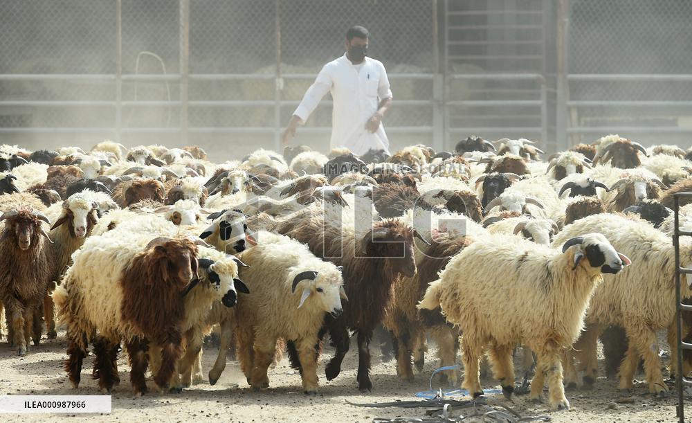 KUWAIT-FARWANIYA GOVERNORATE-EID AL-ADHA-LIVESTOCK