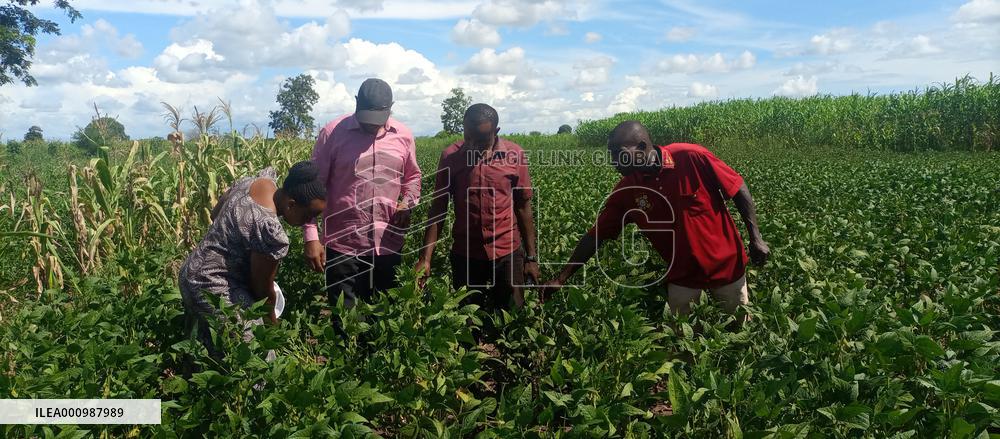 TANZANIA-MOROGORO-CHINA-AGRICULTURAL COOPERATION-SOY MILK