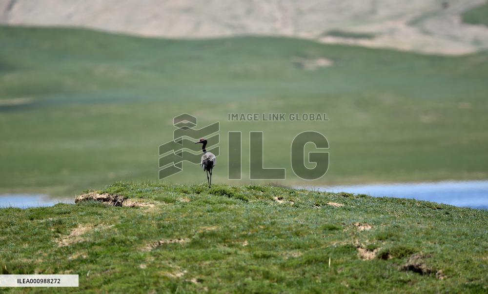 CHINA-QINGHAI-SANJIANGYUAN-VIEW (CN)