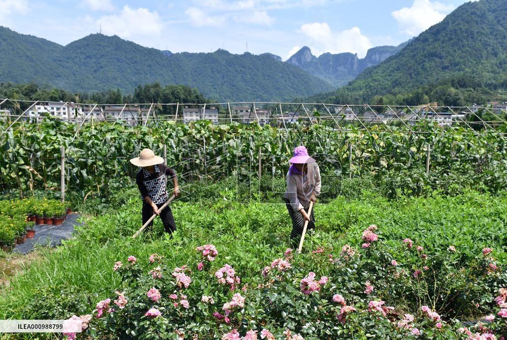 #CHINA-SUMMER-FARMING (CN)