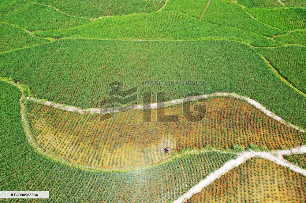 #CHINA-SUMMER-FARMING (CN)