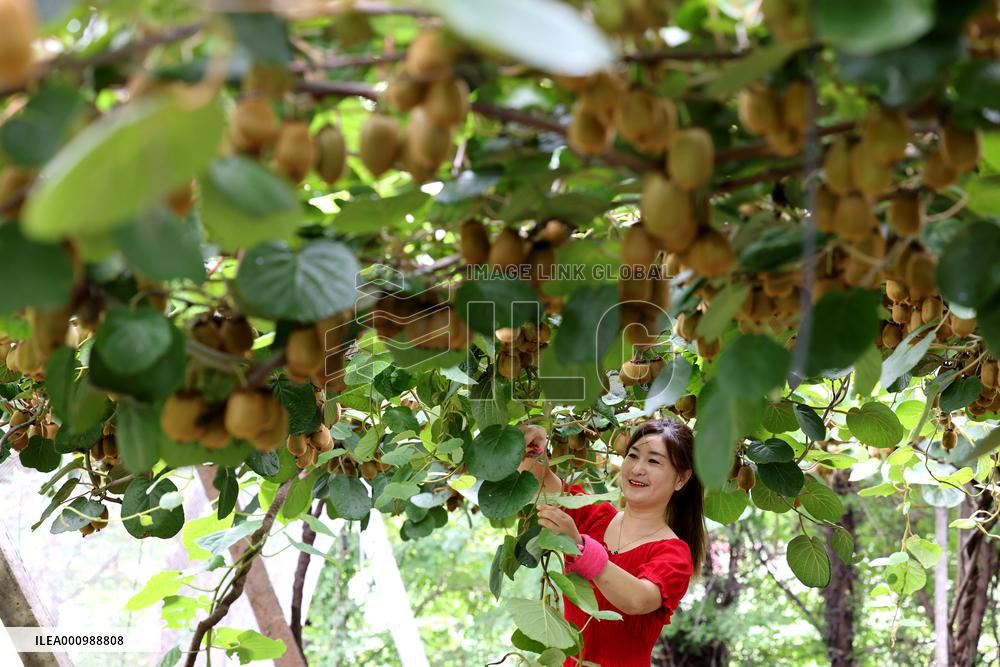 #CHINA-SUMMER-FARMING (CN)