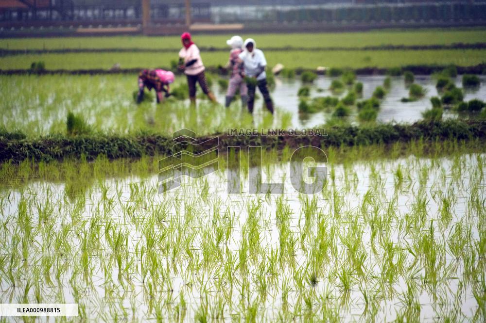 #CHINA-SUMMER-FARMING (CN)