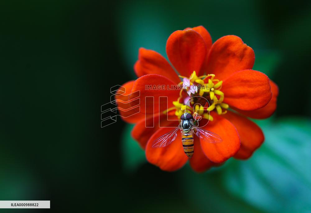 #CHINA-24 SOLAR TERMS-XIAOSHU (CN)