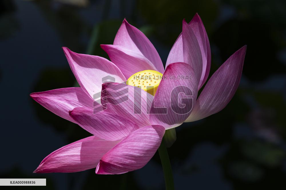 CHINA-YUNNAN-KUNMING-LOTUS-EXHIBITION (CN)