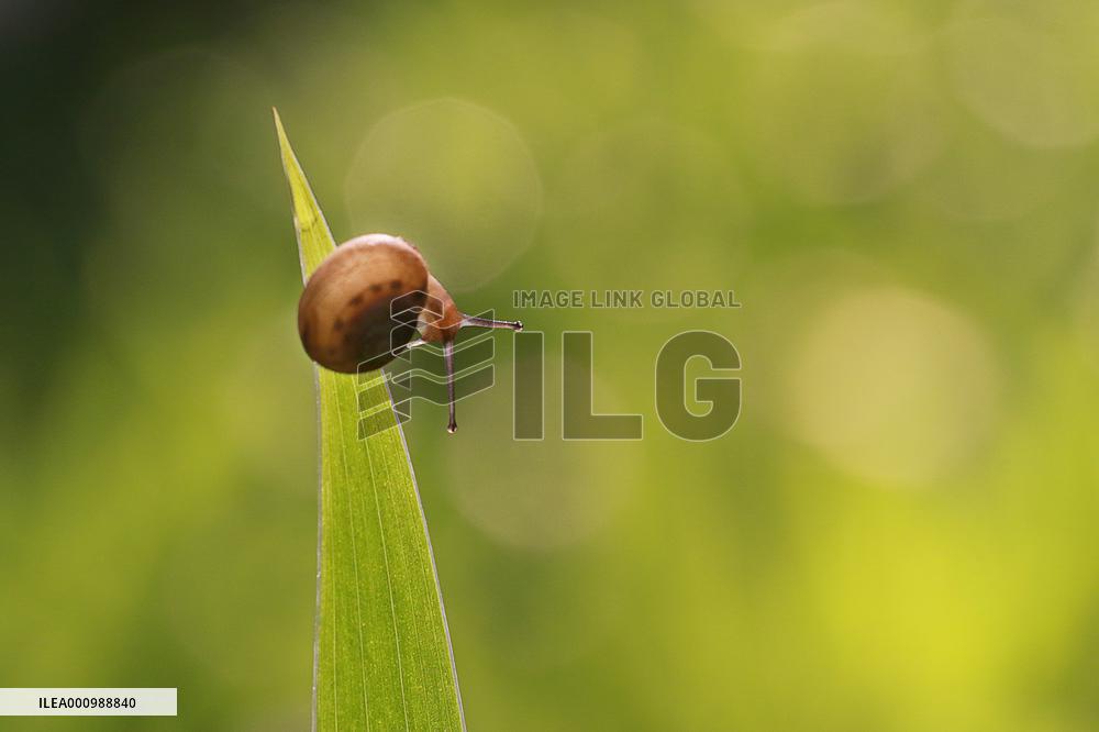 #CHINA-24 SOLAR TERMS-XIAOSHU (CN)