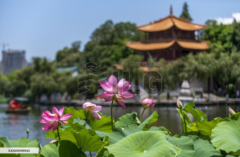 CHINA-YUNNAN-KUNMING-LOTUS-EXHIBITION (CN)