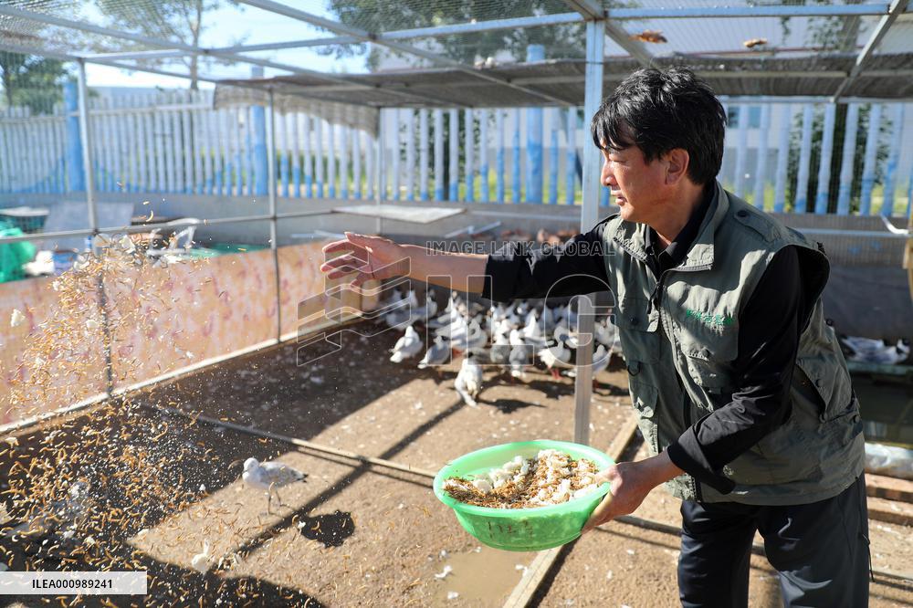 CHINA-HEBEI-ZHANGJIAKOU-RELICT GULLS-PROTECTION (CN)