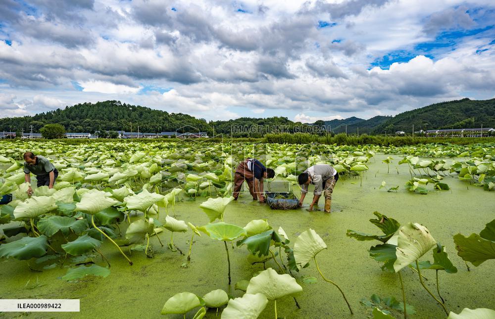 #CHINA-SUMMER-XIAOSHU-FARMING (CN)