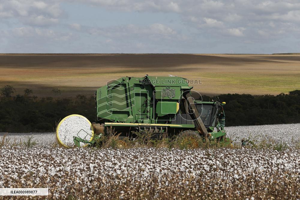 BRAZIL-GOIAS-COTTON-HARVEST