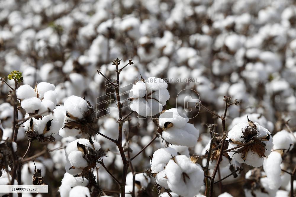 BRAZIL-GOIAS-COTTON-HARVEST