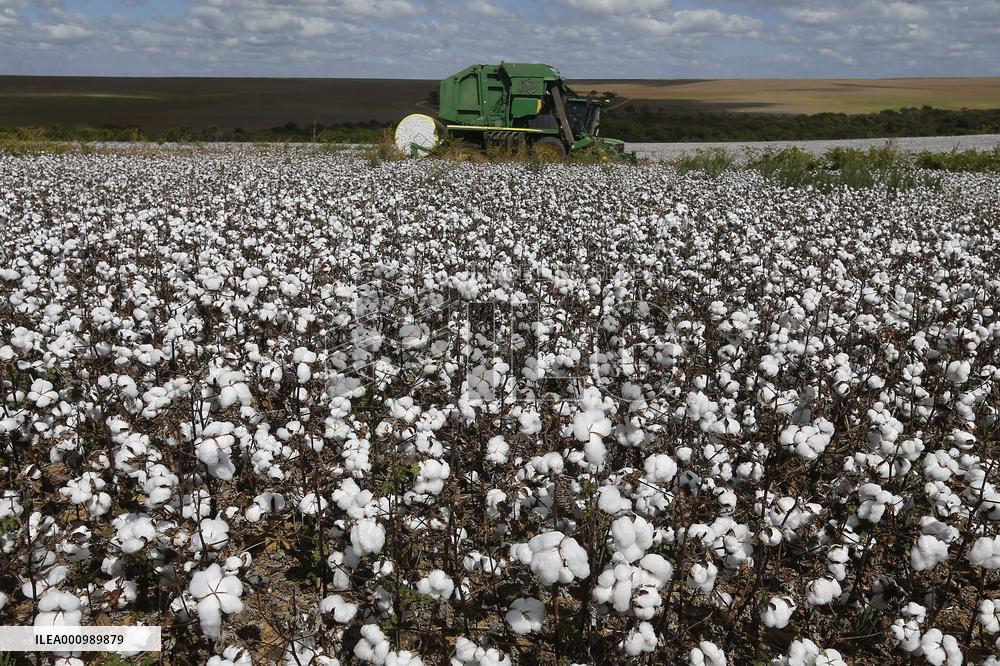 BRAZIL-GOIAS-COTTON-HARVEST